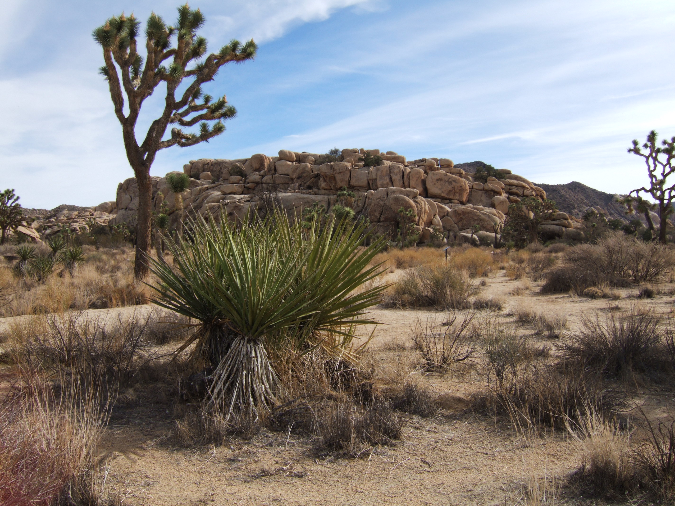 Joshua Tree NP